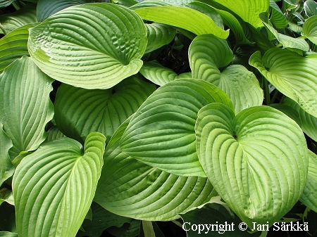 Hosta montana, vuoristokuunlilja